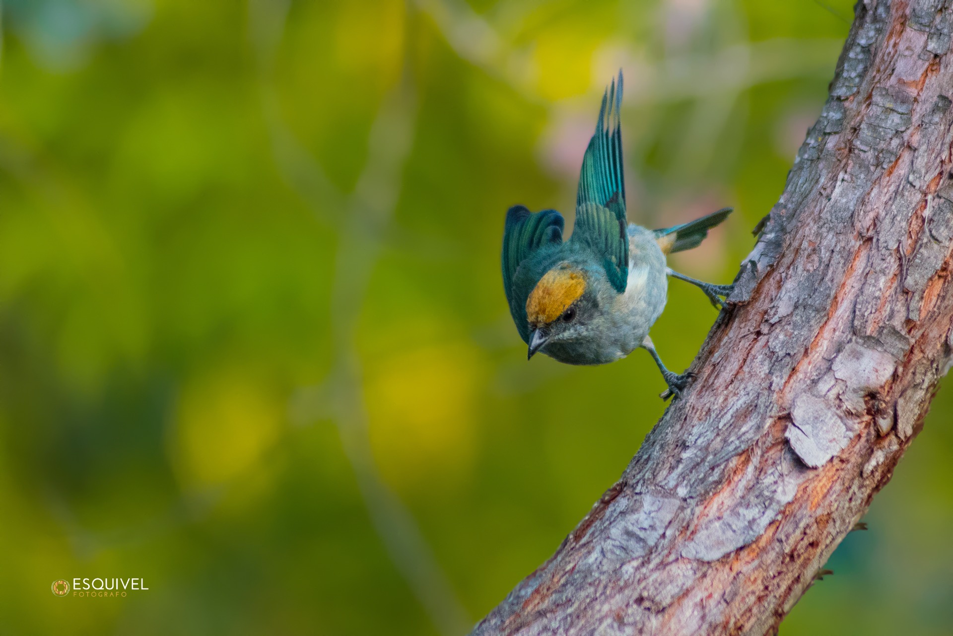 Tángara Rastrojera - Tangara vitriolina 
